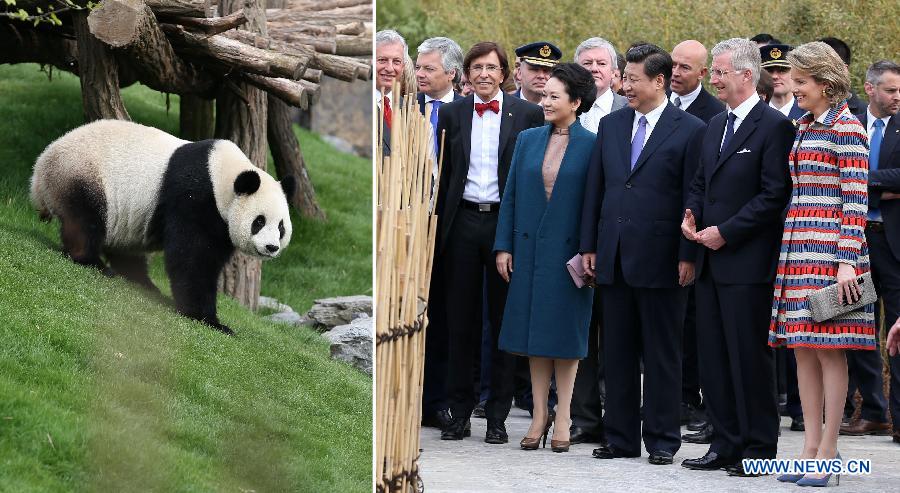 Си Цзиньпин и король Бельгии Филипп посетили церемонию открытия вольера для панд (5)