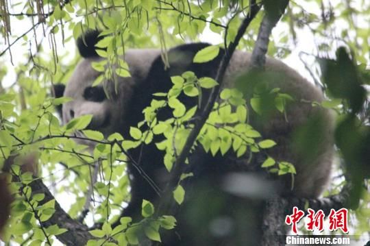 В горах Мэндин провинции Сычуань, известных чайных местах Китая, впервые была обнаружена дикая панда (2)