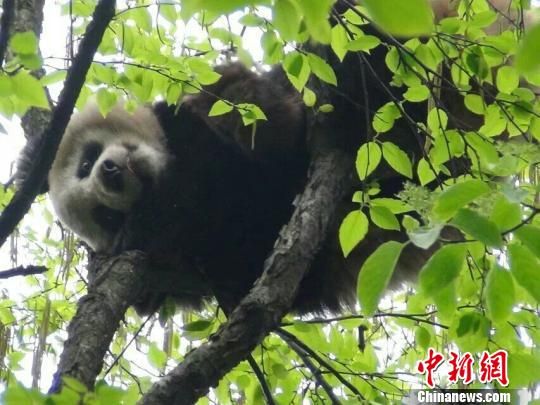 В горах Мэндин провинции Сычуань, известных чайных местах Китая, впервые была обнаружена дикая панда (3)