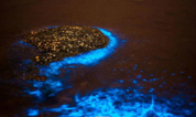 «Флуоресцентный пляж» в городе Далянь: синяя галактика вдалеке