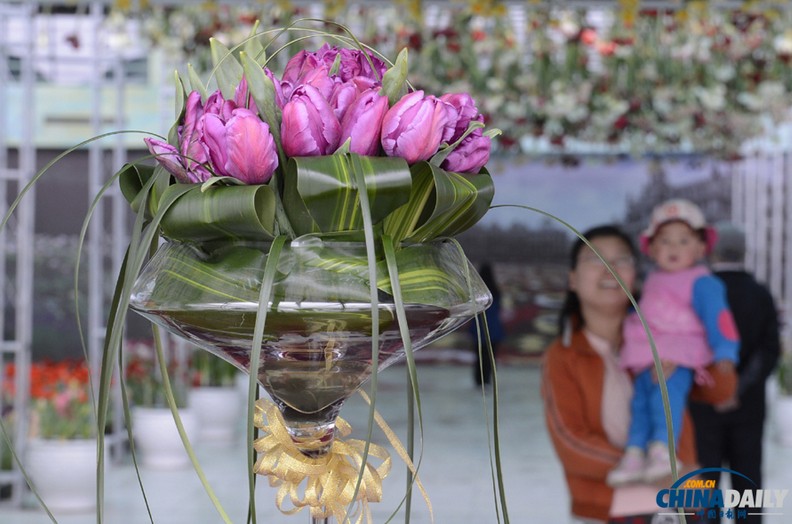 В Пекин завезена первая партия тюльпанов «Готай»  (4)