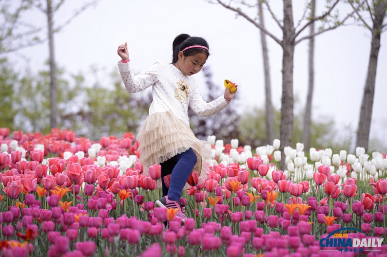 В Пекин завезена первая партия тюльпанов «Готай»  (3)