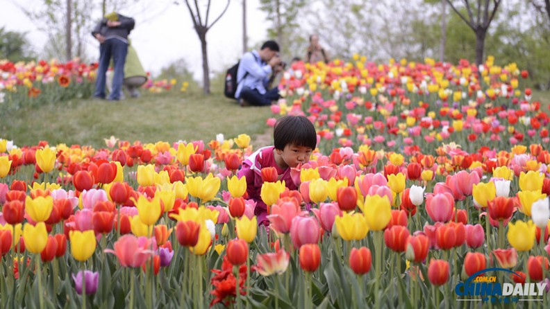 В Пекин завезена первая партия тюльпанов «Готай»  (2)