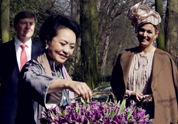 В Пекин завезена первая партия тюльпанов «Готай»