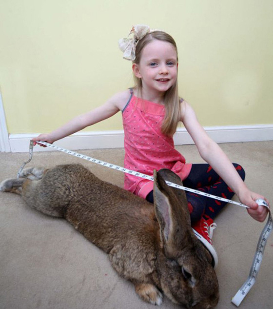 Снимок кролика Дариуса с 6-летней девочкой.