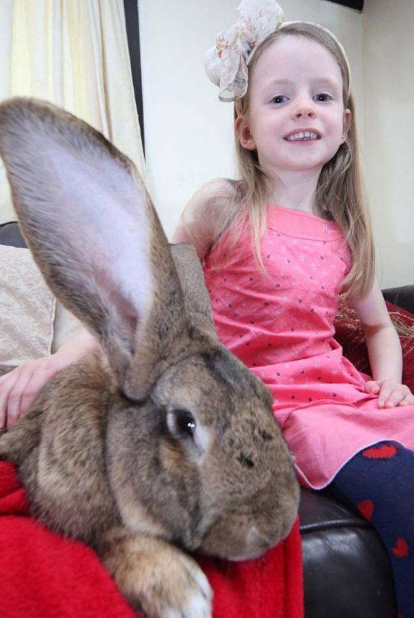 Снимок кролика Дариуса с 6-летней девочкой.