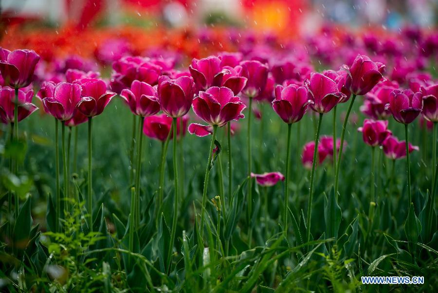 Цветение тюльпанов в Пекине