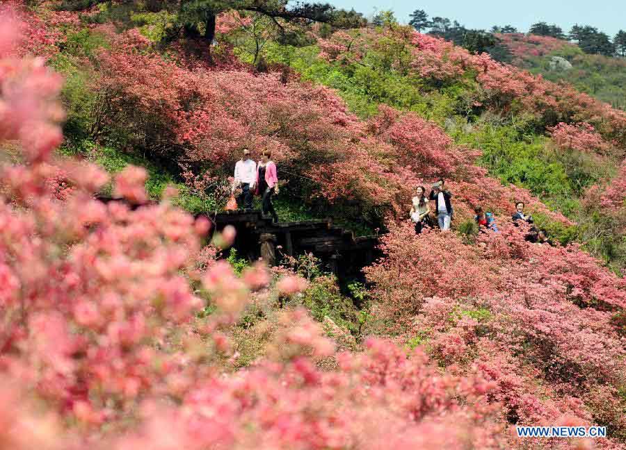 Цветение азалии в городе Мачэн провинции Хубэй (3)