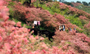Цветение азалии в городе Мачэн провинции Хубэй