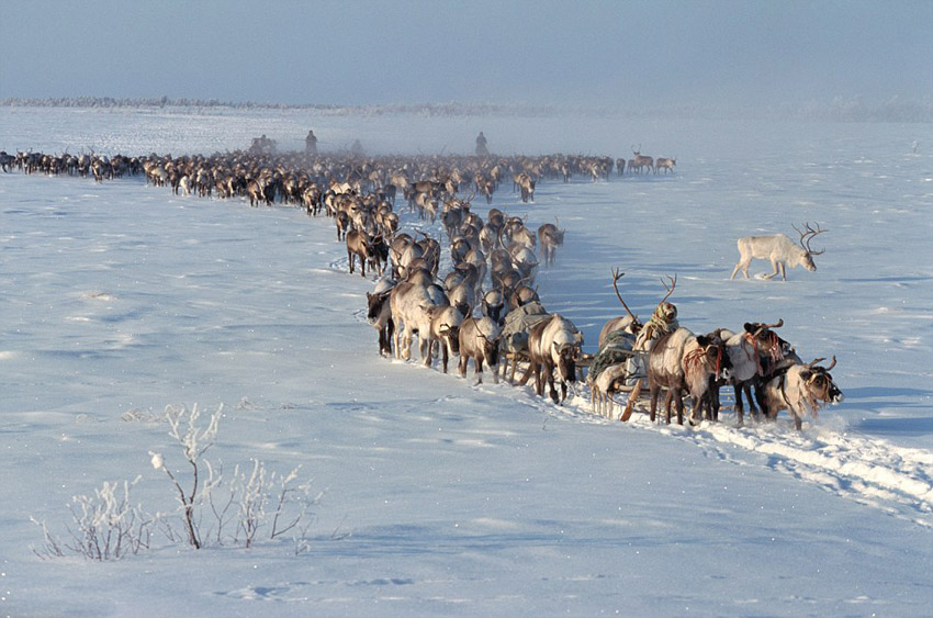 Арктическая культура Сибири в объективе британского фотографа (2)