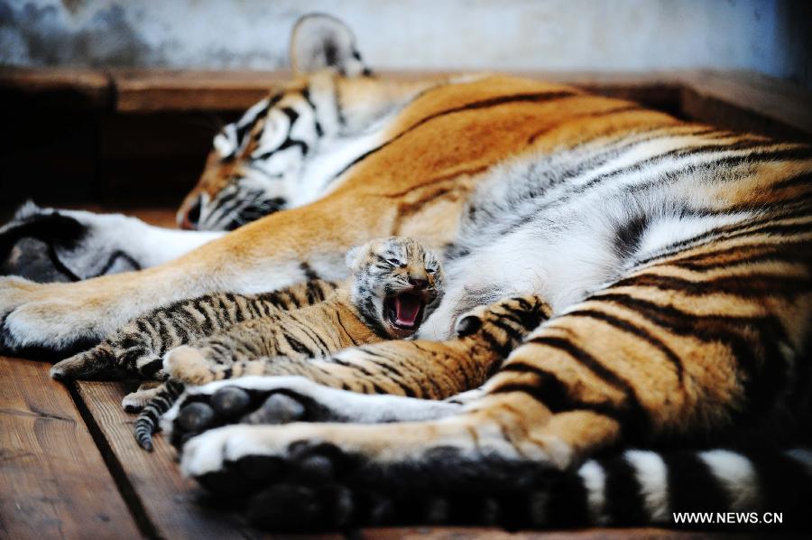 В Парке маньчжурских тигров в Хэйлунцзяне появились первые в этом году тигрята