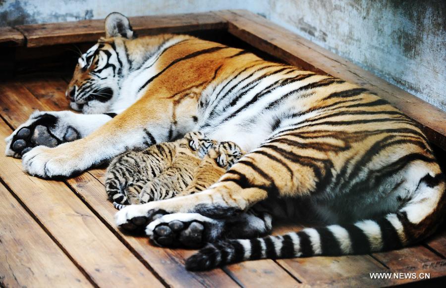 В Парке маньчжурских тигров в Хэйлунцзяне появились первые в этом году тигрята (2)