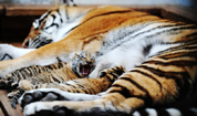 В Парке маньчжурских тигров появились первые в этом году тигрята