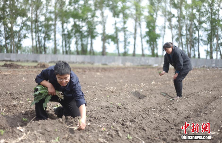 7 мая Сунь Сюй с матерью занимаются прополкой в огороде.