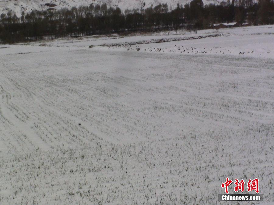 В Ганьсу выпал первый снег после наступления летнего сезона   (5)