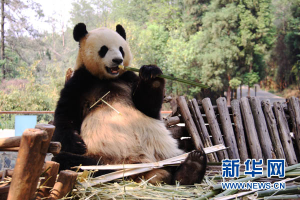 Идет набор на «самую интересную работу в Китае» - забота о пандах и 200 тыс. юаней в год (3)