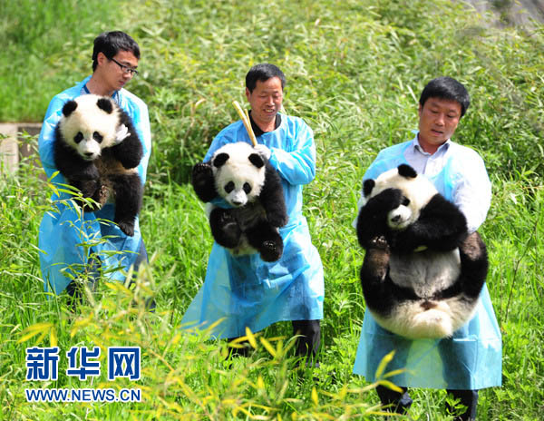 30 апреля, Научный Центр по спасению и разведению редких видов диких животных в провинции Шэньси. Три работника держат в руках больших панд.