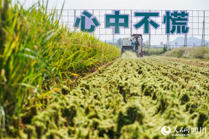 В городе Пэншань провинции Сычуань спешат собрать урожай риса