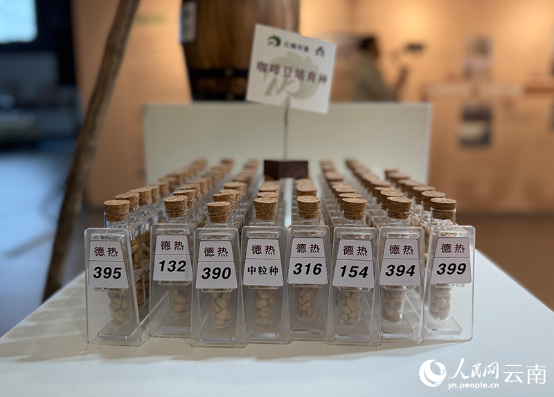 В первой половине 2025 года кофе из Юньнани экспортировался в 34 страны и региона