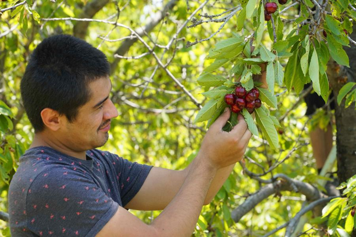Узбекистан заработал 51 млн долларов на экспорте черешни за семь месяцев 2025 года