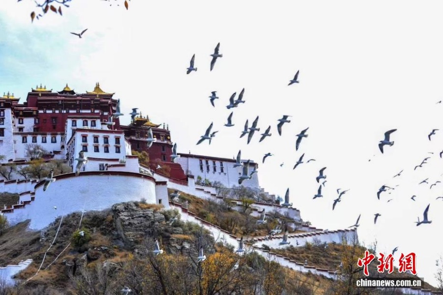 Дворец Потала: сокровище сквозь времена года