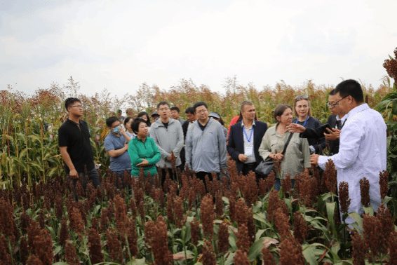 Первый китайско-российский симпозиум по сотрудничеству в отрасли сорго прошел в Харбине