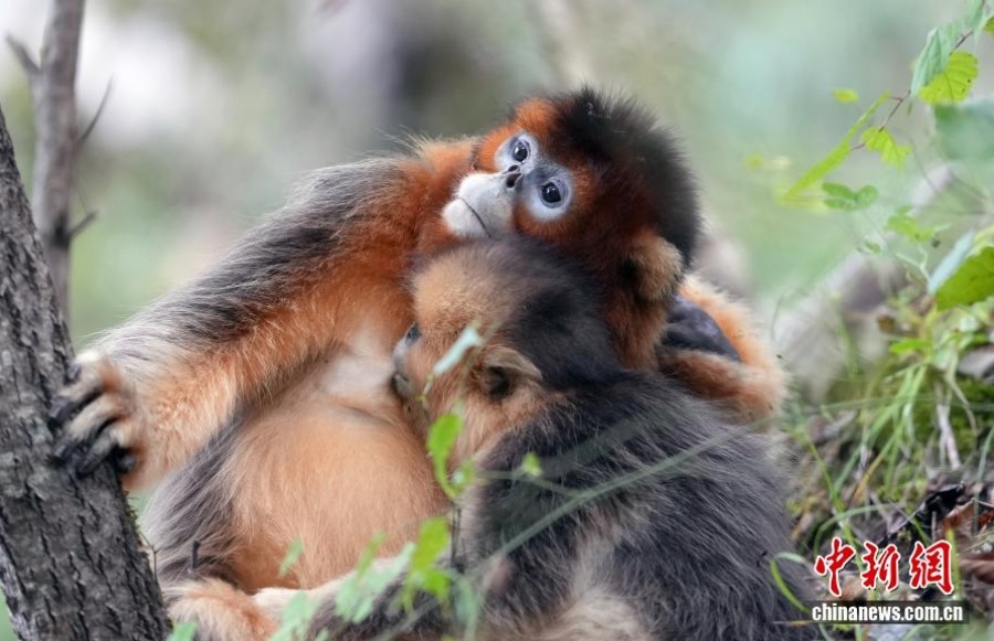 Очаровательные рокселлановы ринопитеки в волости Байхэ
