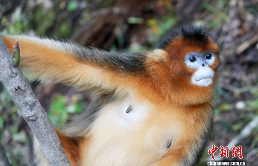 Очаровательные рокселлановы ринопитеки в волости Байхэ