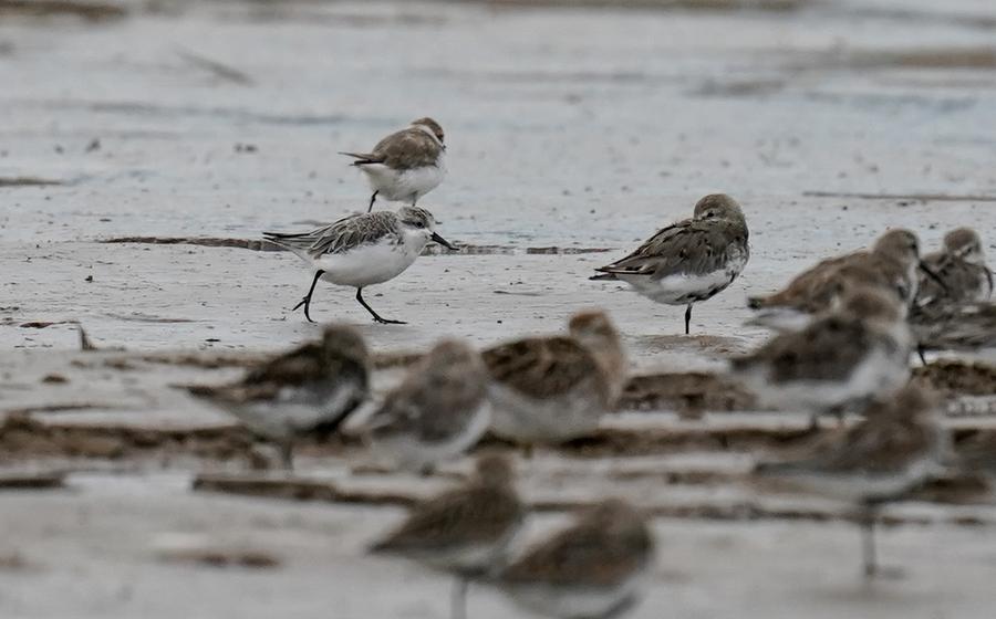 Китай и Россия вместе создали "зеленый коридор" для защиты редких видов животных