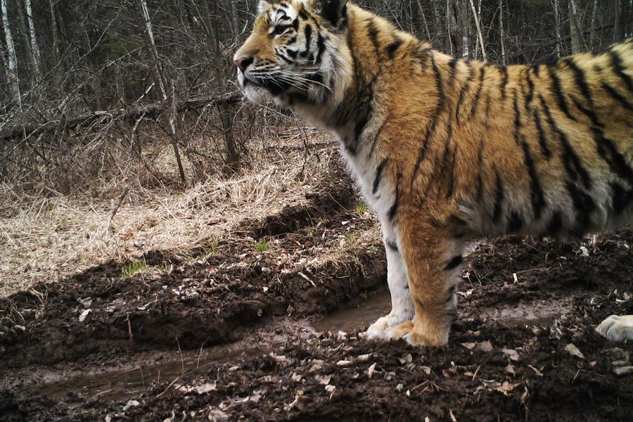 Китай и Россия вместе создали "зеленый коридор" для защиты редких видов животных