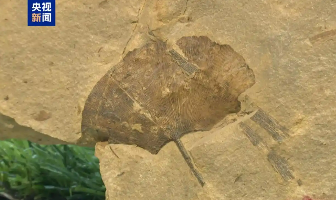 В провинции Шаньси обнаружили окаменелые листья гинкго билоба