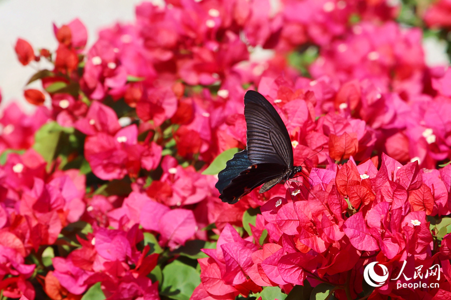 В Сямэне расцвели более 500 сортов бугенвиллеи