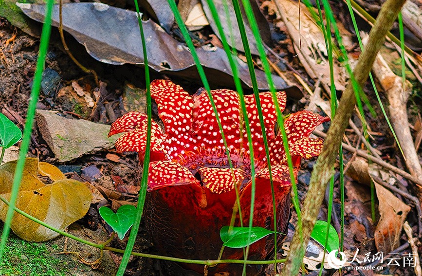 В Юньнане обнаружено редкое алое растение