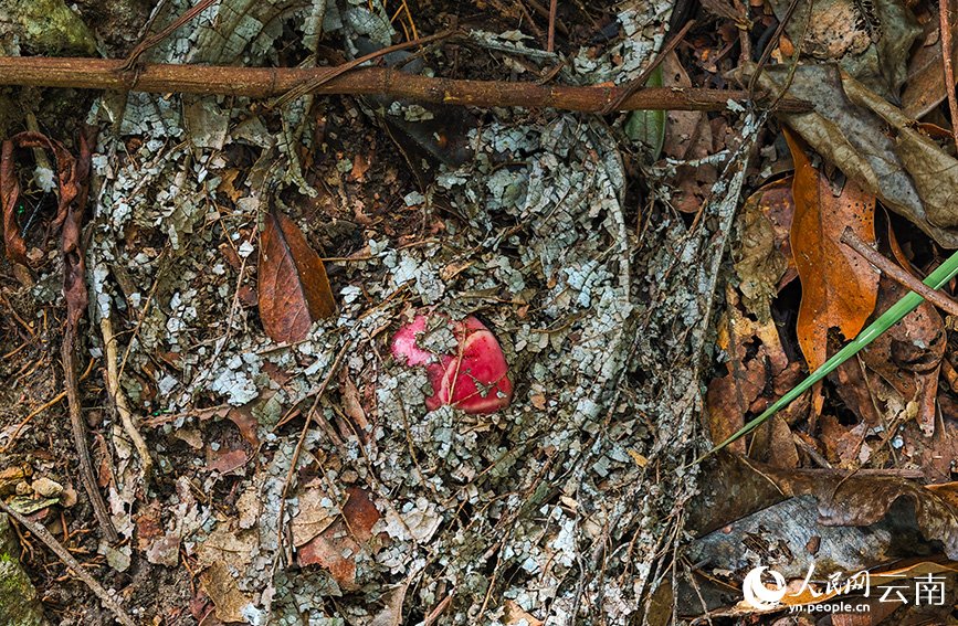 В Юньнане обнаружено редкое алое растение