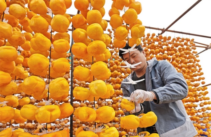 Хурма приносит процветание уезду Шуньпин
