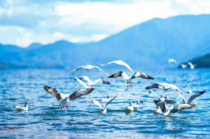 На озеро Лугу в провинции Юньнань прилетели первые зимующие озерные чайки