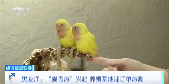 В Китае растет интерес к декоративным птицам