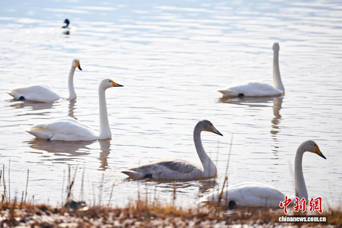 Белые лебеди из Сибири прилетели на побережье Хуанхэ в Ланьчжоу
