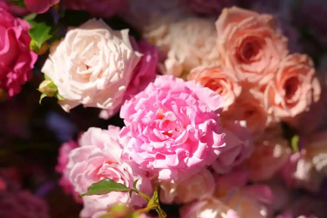 Китайский сорт розы «Баохуа» поступит в продажу в августе