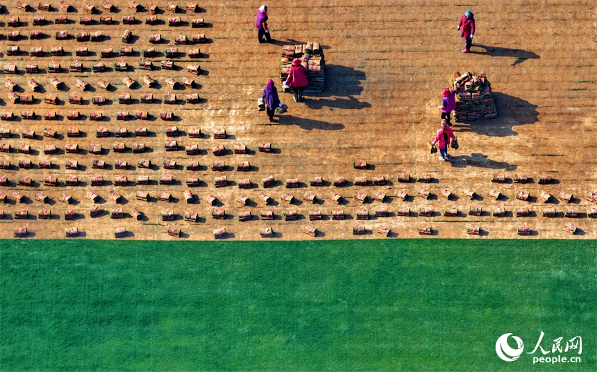 Город Фэнчэн – место, где зеленая трава приносит «золотые плоды» с двойной выгодой