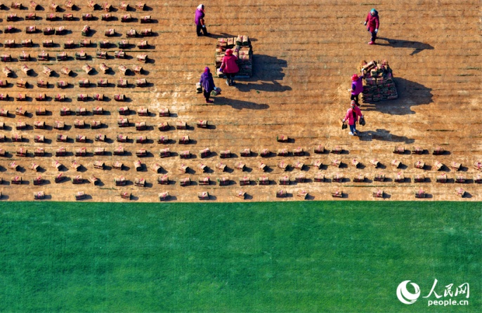 Город Фэнчэн – место, где зеленая трава приносит «золотые плоды» с двойной выгодой
