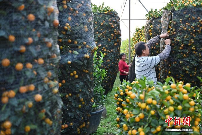 Сезон новогодних мандариновых деревьев начался в провинции Гуандун