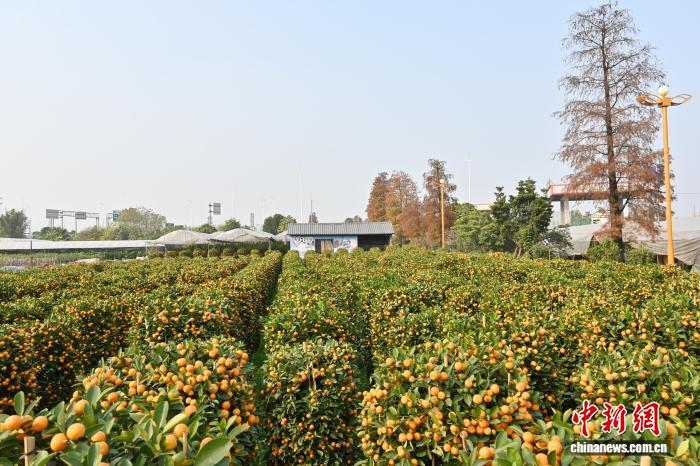 Сезон новогодних мандариновых деревьев начался в провинции Гуандун