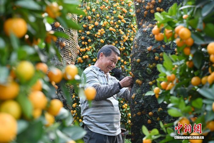 Сезон новогодних мандариновых деревьев начался в провинции Гуандун
