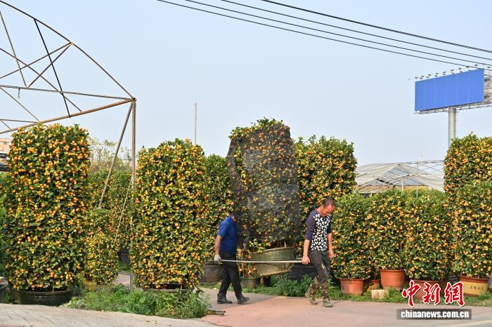Сезон новогодних мандариновых деревьев начался в провинции Гуандун