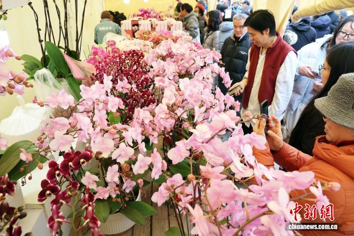 В Шанхае растёт популярность новогодней цветочной ярмарки