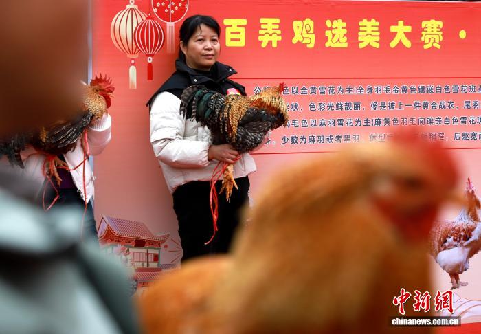 Конкурс красоты среди кур прошел в Гуанси