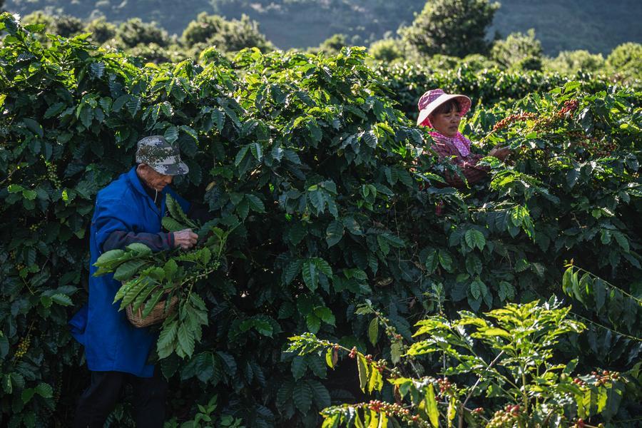 Юньнаньский кофе выходит на рынки России и стран Центральной Азии