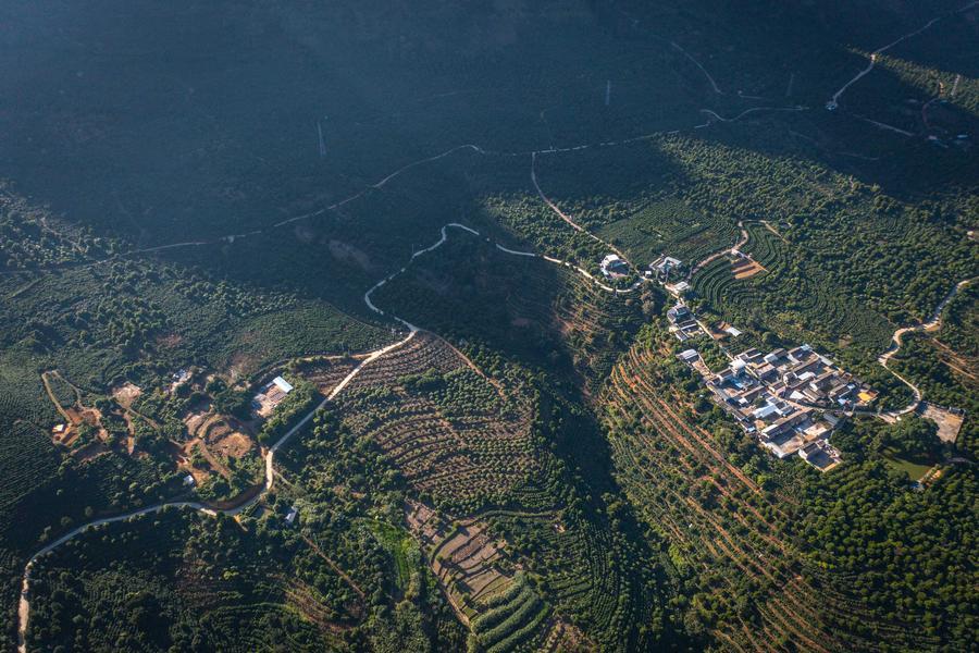 Юньнаньский кофе выходит на рынки России и стран Центральной Азии