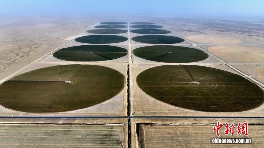 В пустыне на юге Синьцзяна начался период вегетации озимой пшеницы